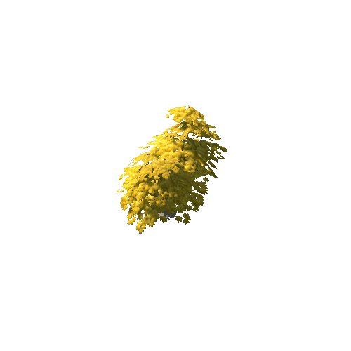 Maple Tree Yellow Mid 05